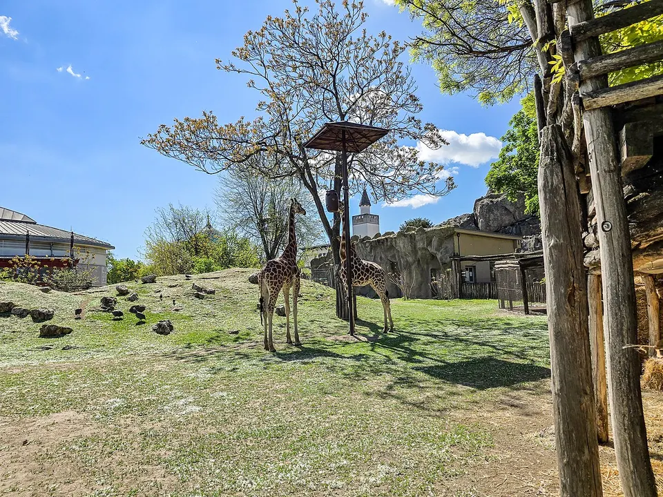 Állatsimogató