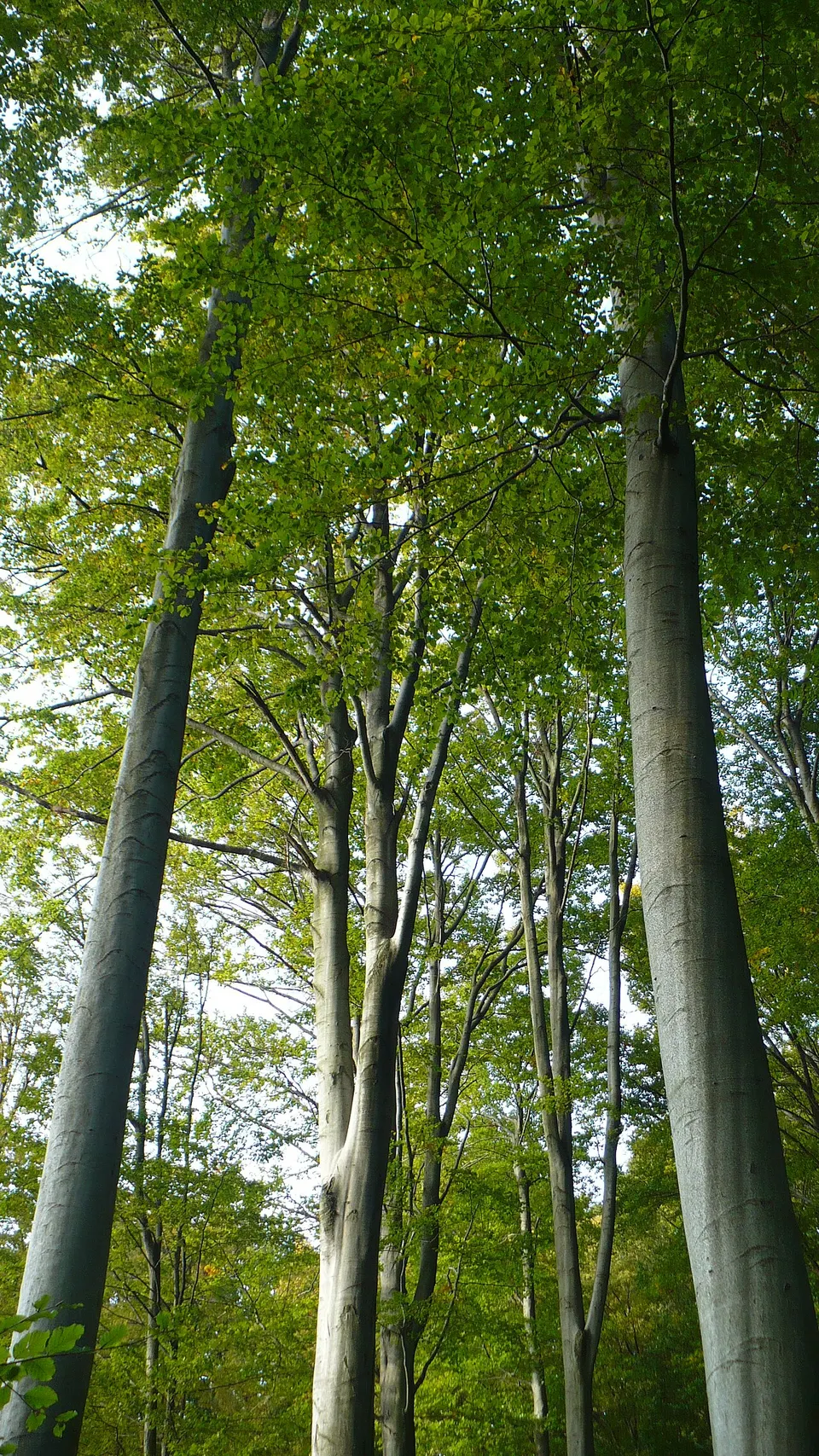 Kis-Pénzlik