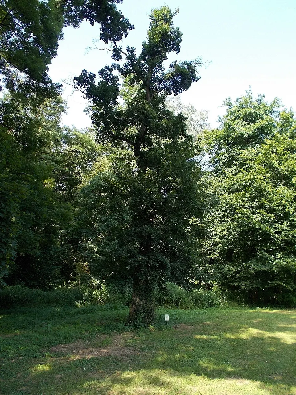 Vadászlak