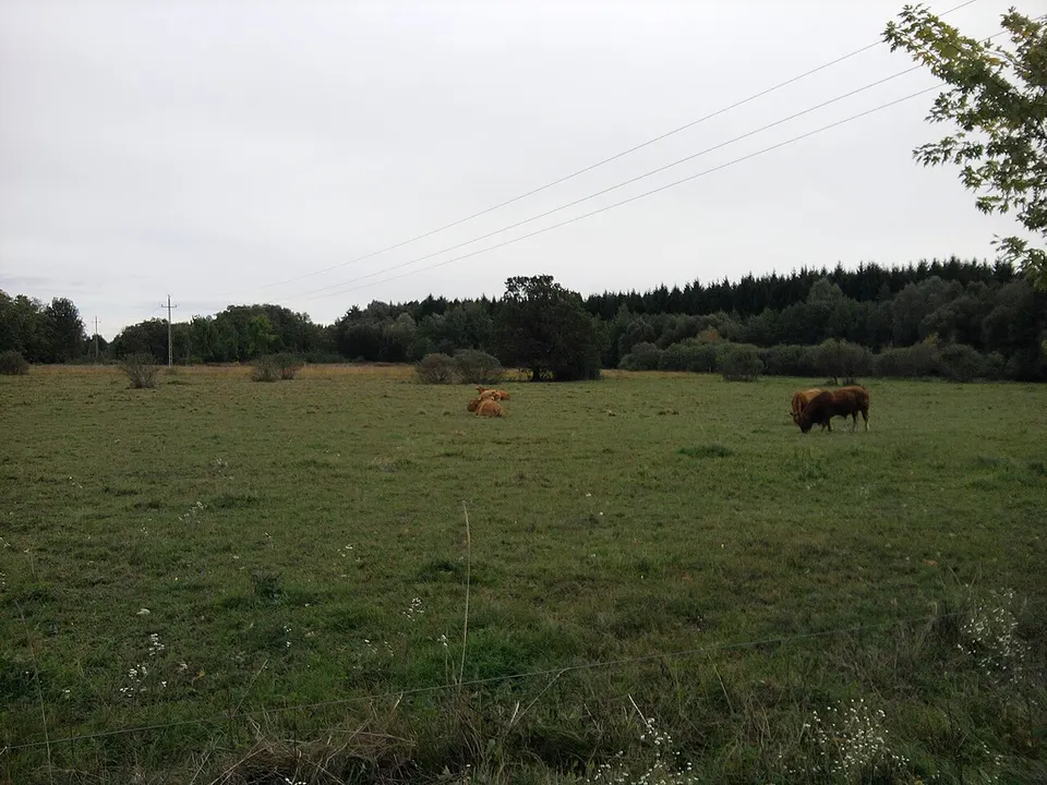Habán Kerámia és Reneszánsz majolika