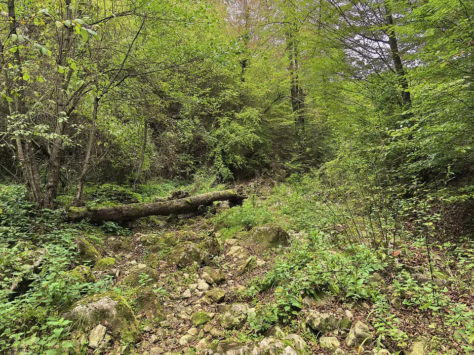 Kút-árki-sziklaeresz