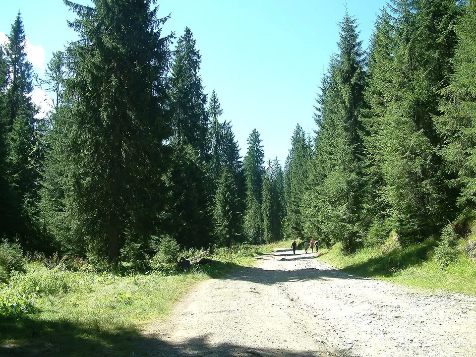 Partia Cerbul