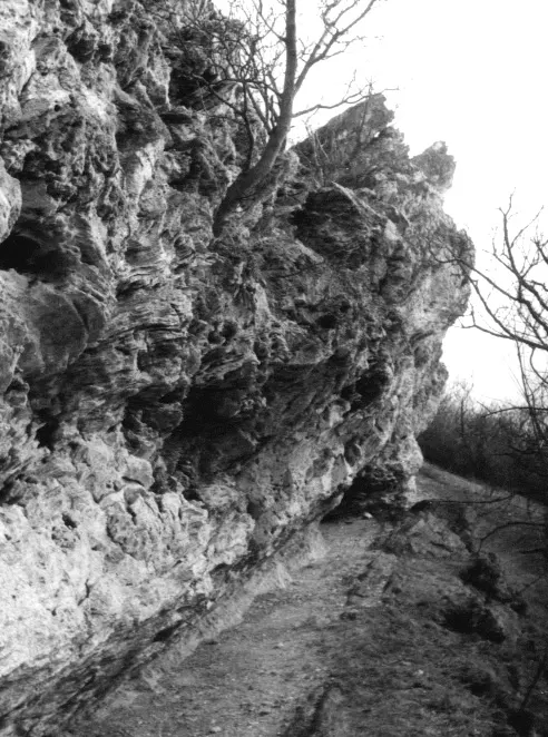 Nyereg-hegyi-eresz