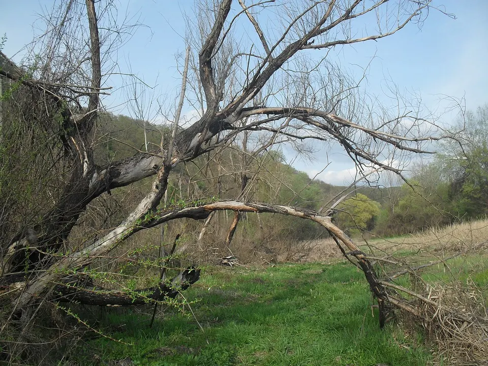 Șoimoș