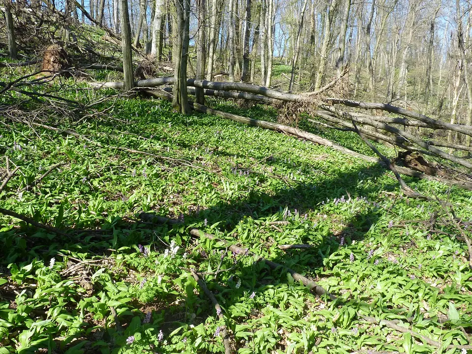 Jura-zsomboly